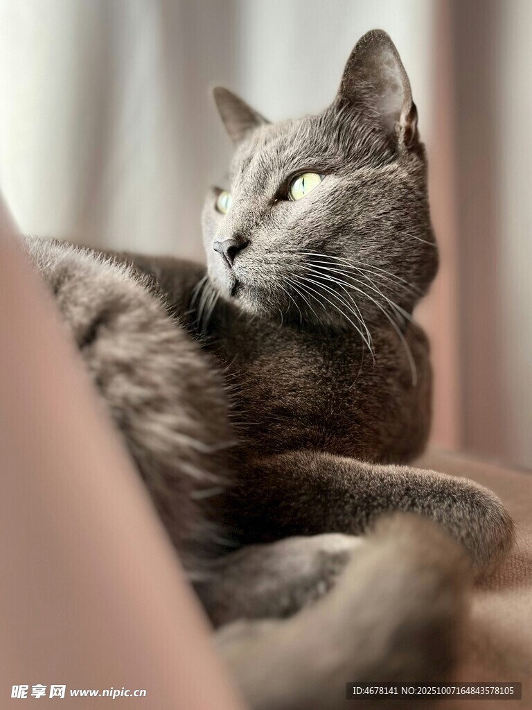 慵懒猫咪惬意躺卧