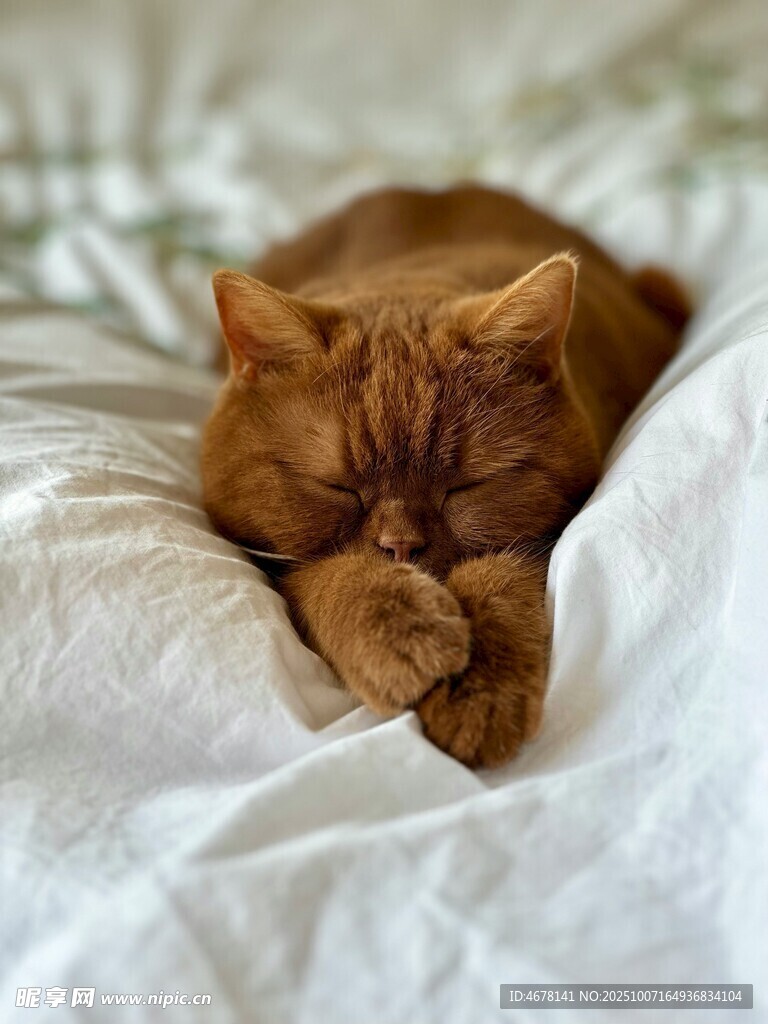 橘猫惬意躺卧在柔软床上