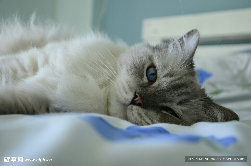 慵懒猫咪惬意躺于床上