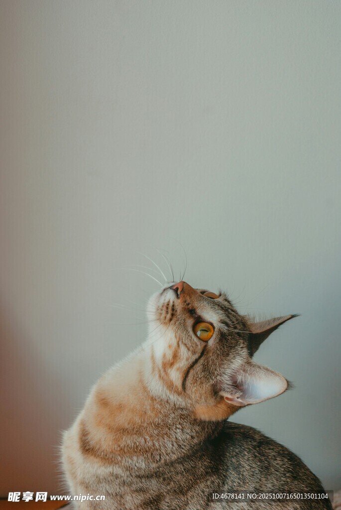 仰头猫咪的可爱瞬间