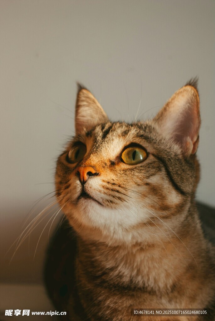 仰头凝望的可爱猫咪