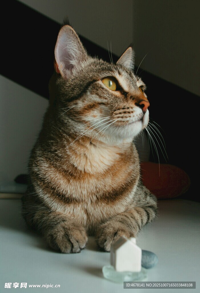 趴坐猫咪旁的透明小物件