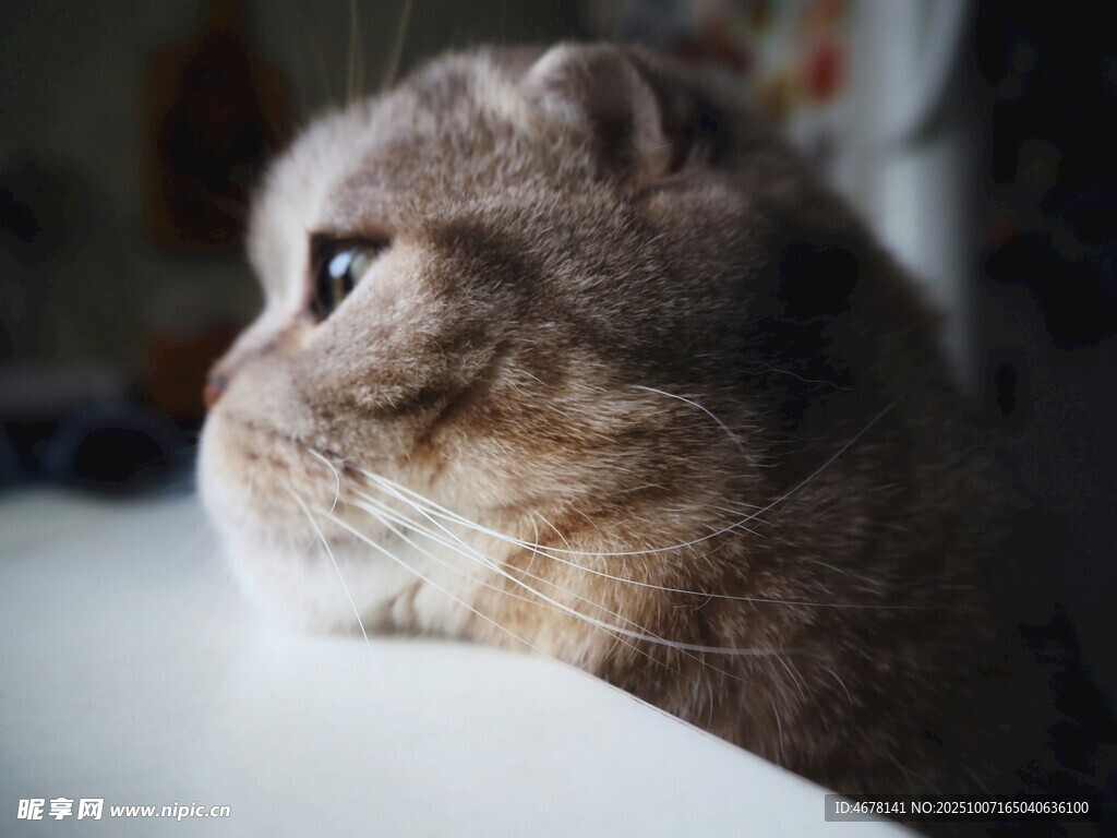可爱猫咪侧颜特写