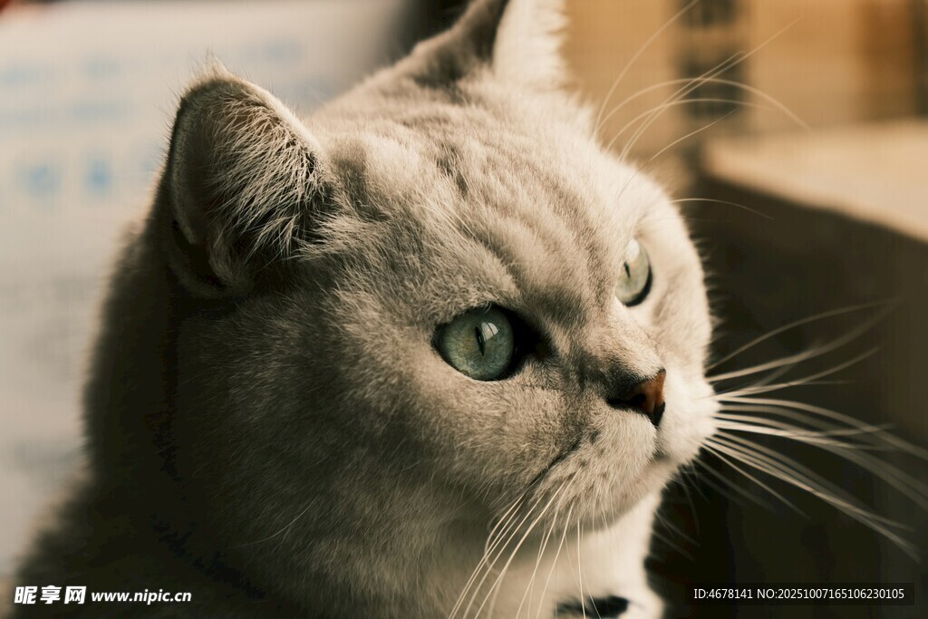 银渐层猫咪侧颜特写