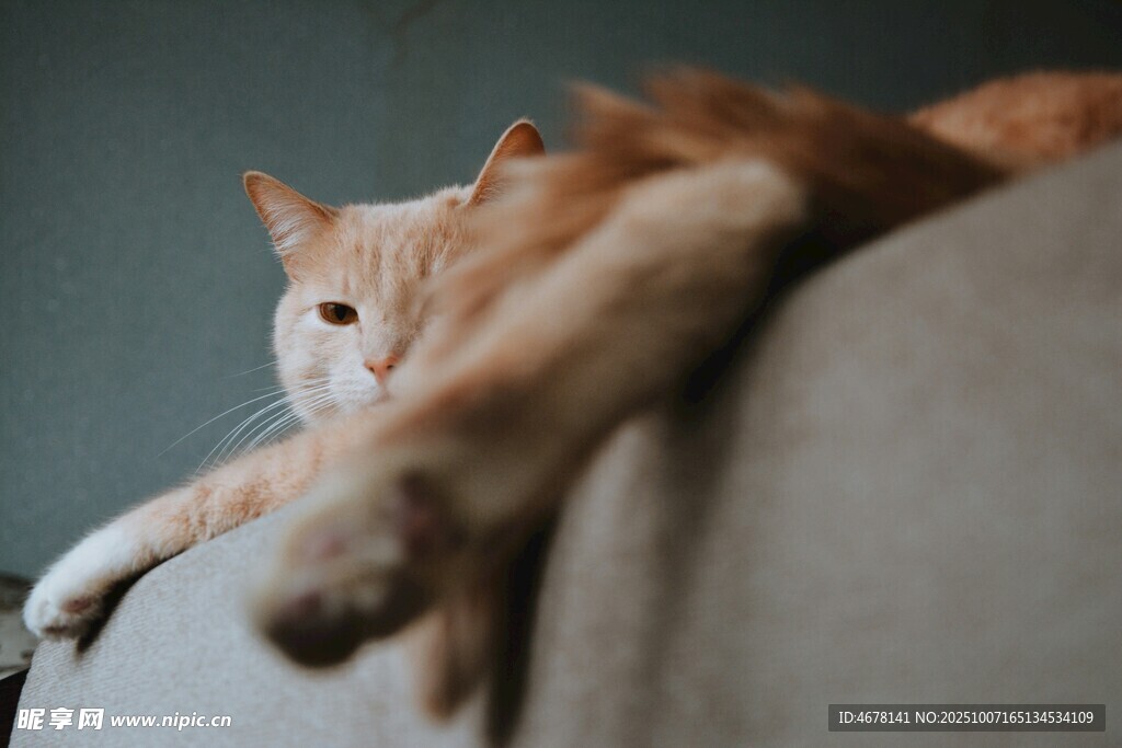 慵懒橘猫惬意趴沙发