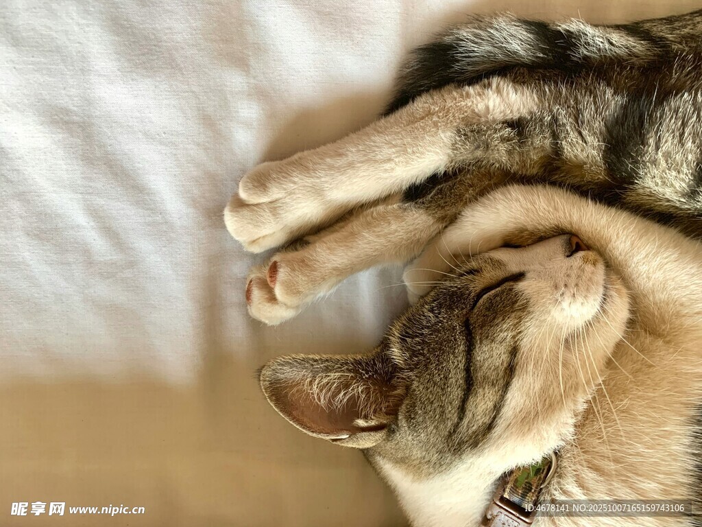 慵懒猫咪惬意躺卧