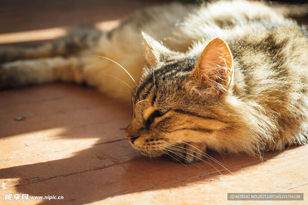 阳光下熟睡的长毛猫咪
