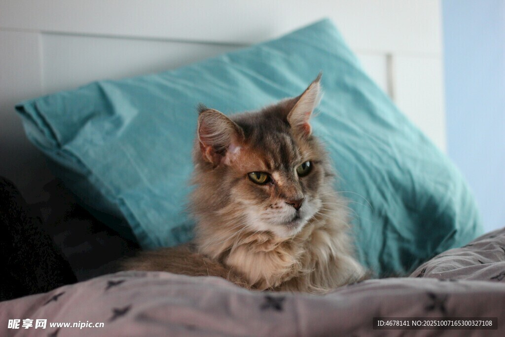 床上的长毛猫