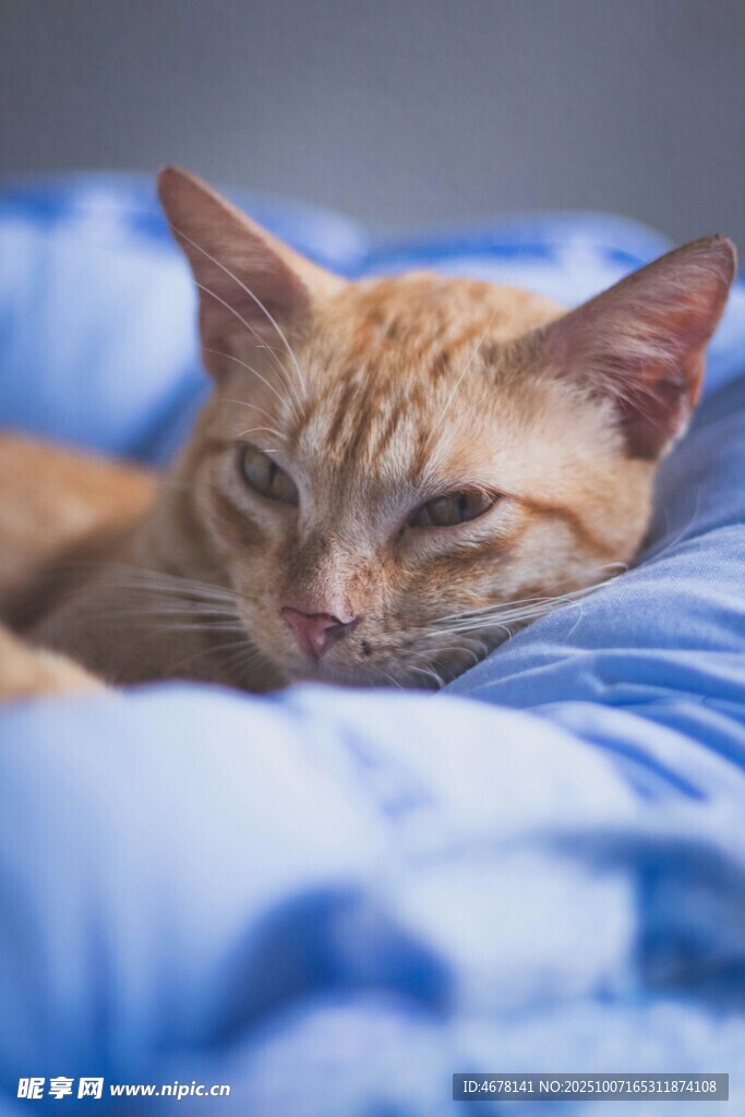 橘猫慵懒躺卧在蓝布上