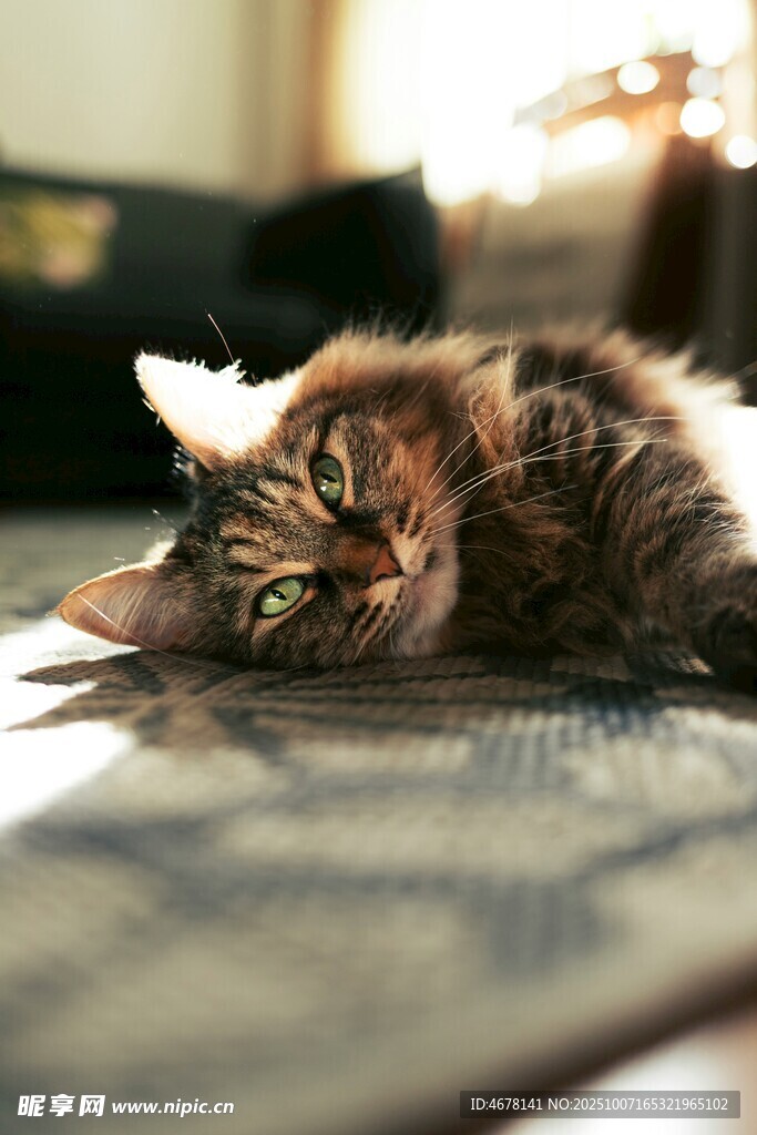 慵懒猫咪惬意趴地