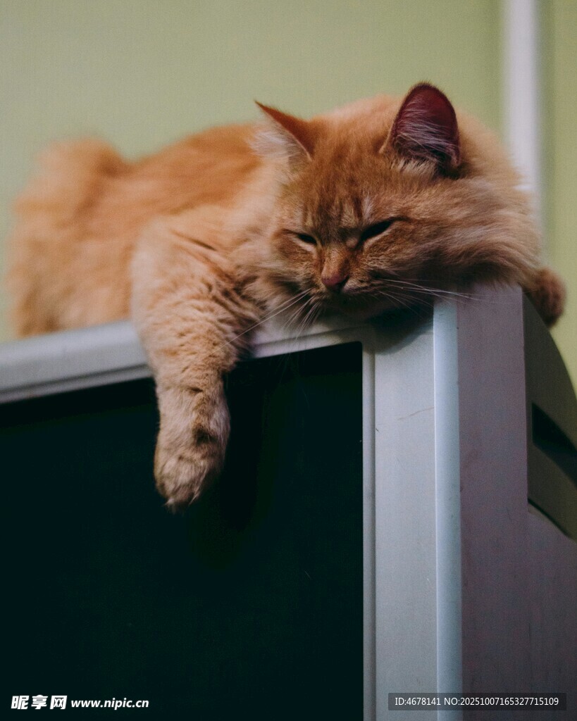 慵懒猫咪趴于电器之上
