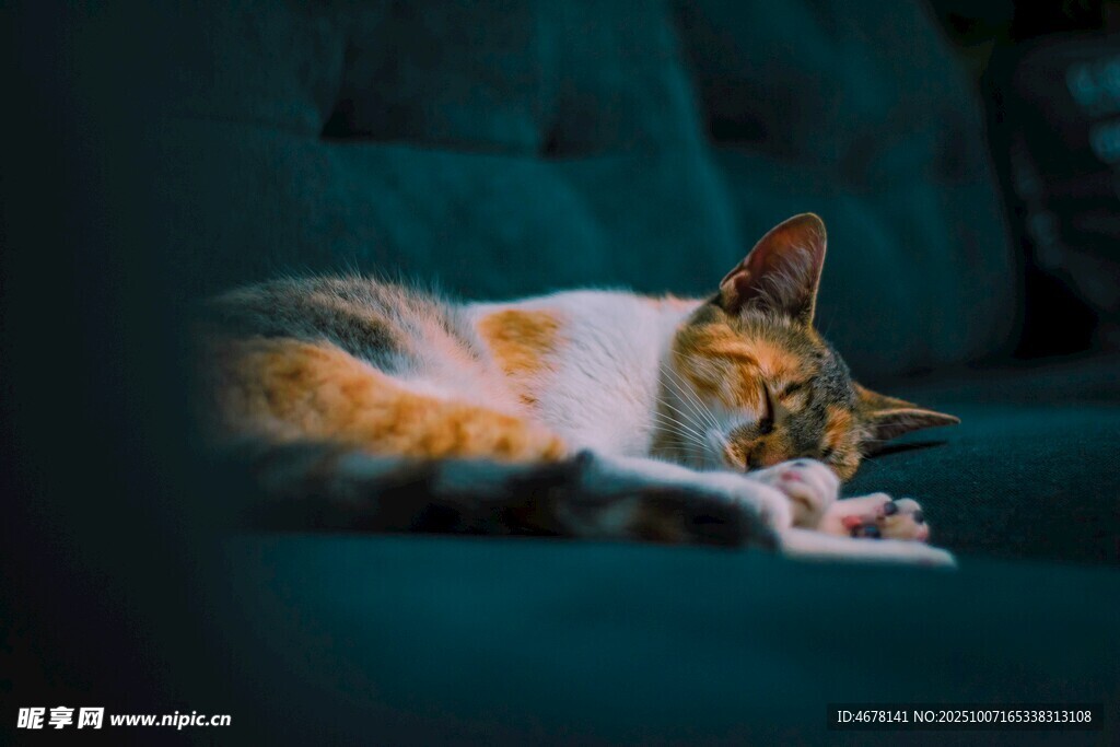 慵懒猫咪惬意躺卧沙发