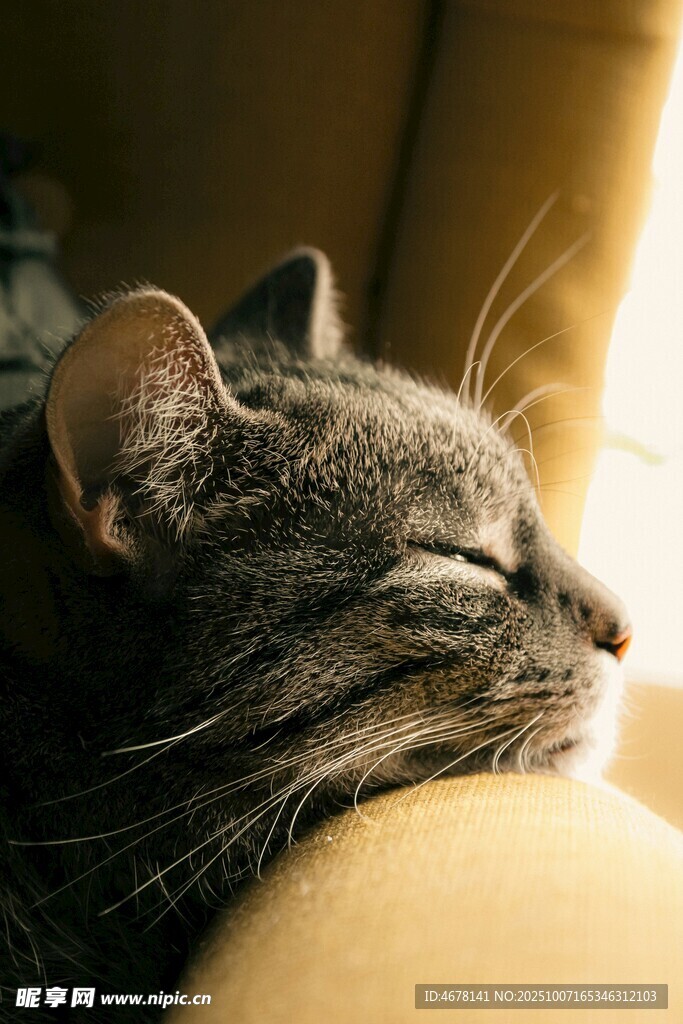 熟睡的猫咪