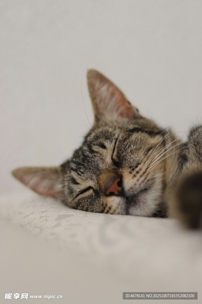 酣睡的条纹小猫