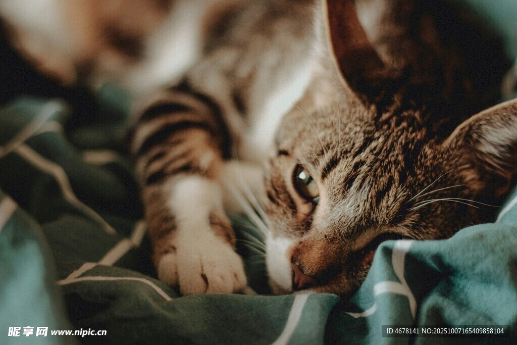 慵懒猫咪惬意趴卧