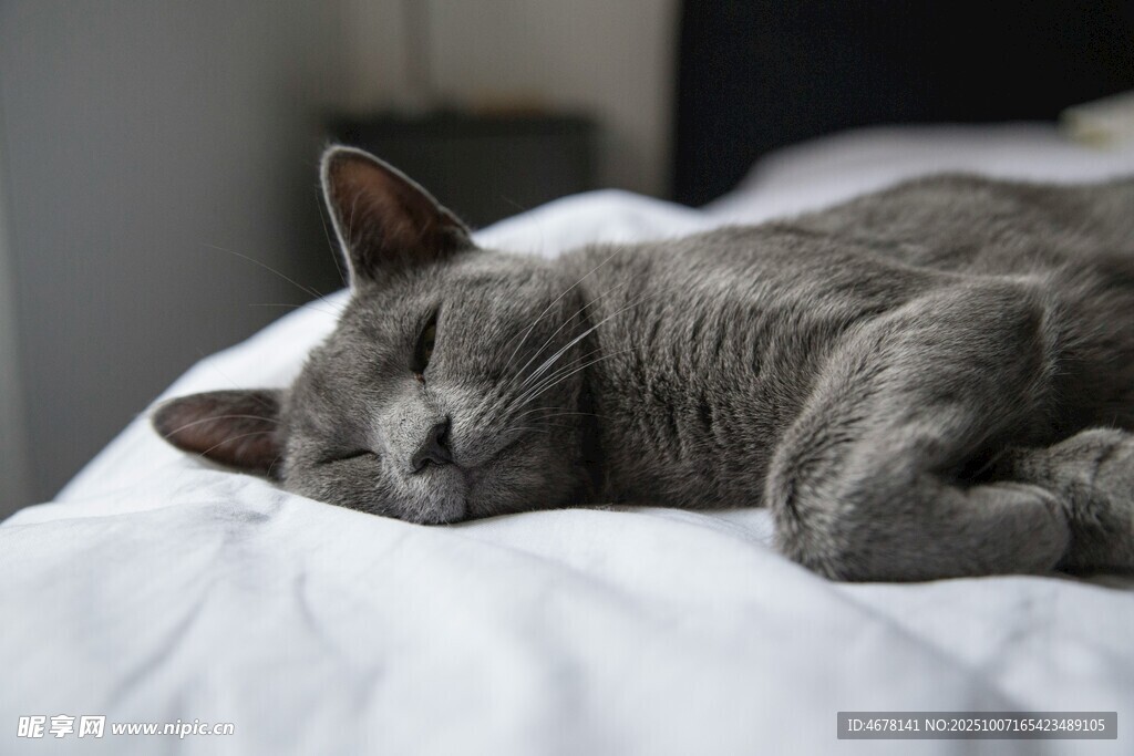 熟睡的灰猫
