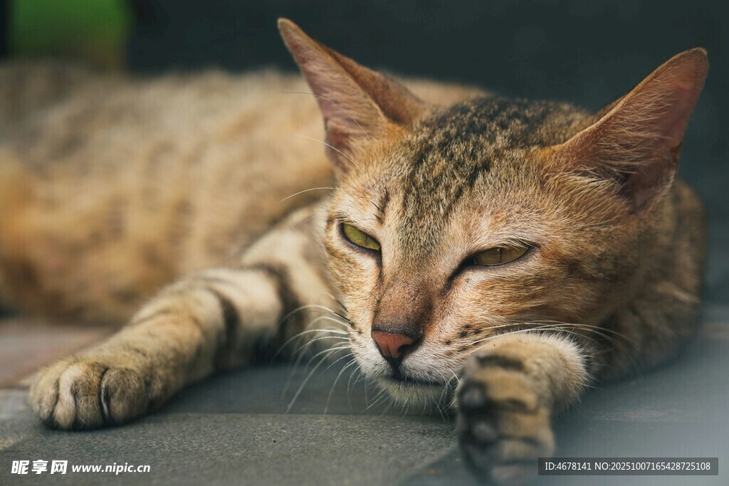 慵懒猫咪惬意趴卧