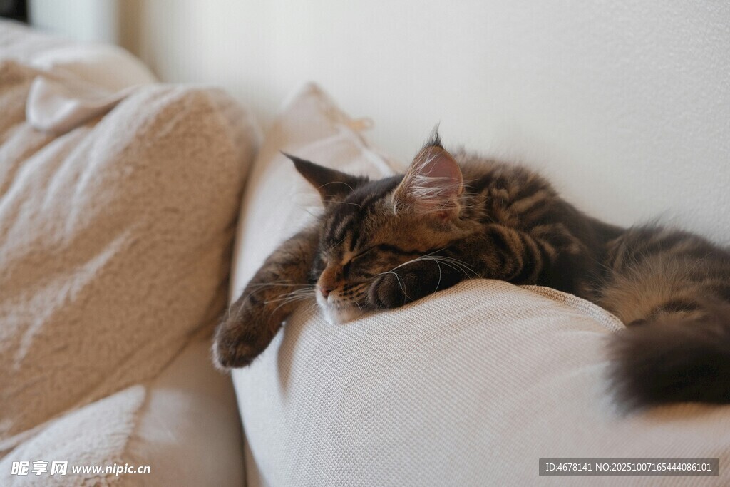慵懒猫咪惬意躺沙发