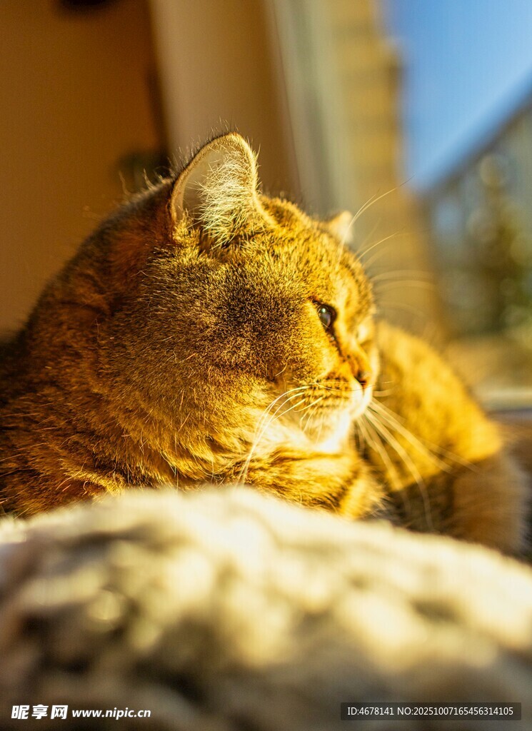 阳光下休憩的橘猫