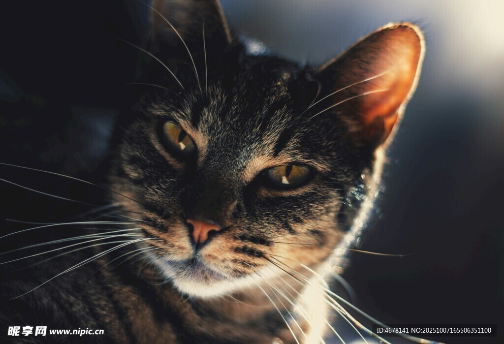 凝视的斑纹猫