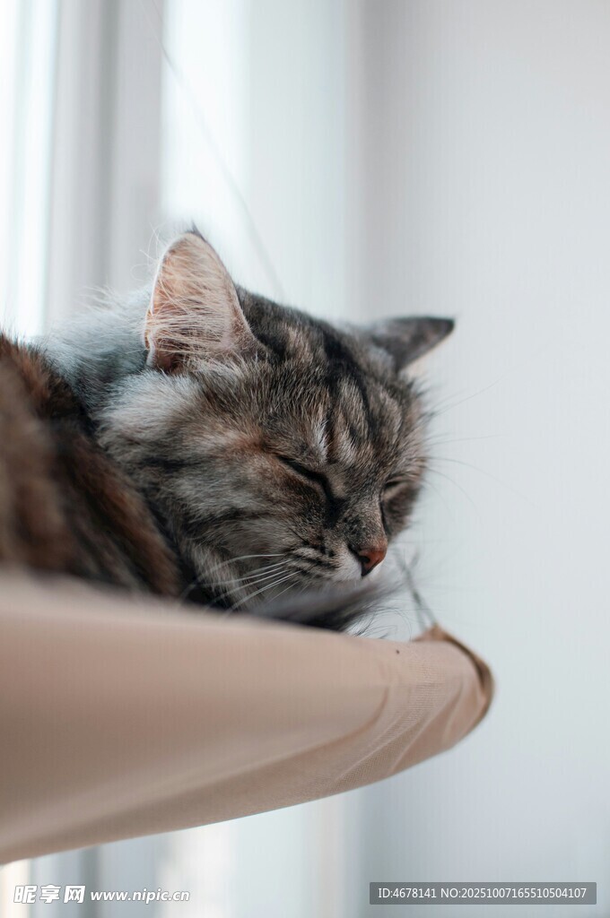 猫咪惬意趴扶手