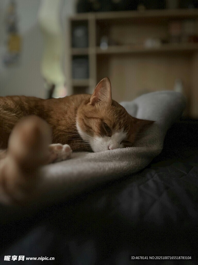 橘猫惬意躺卧枕上