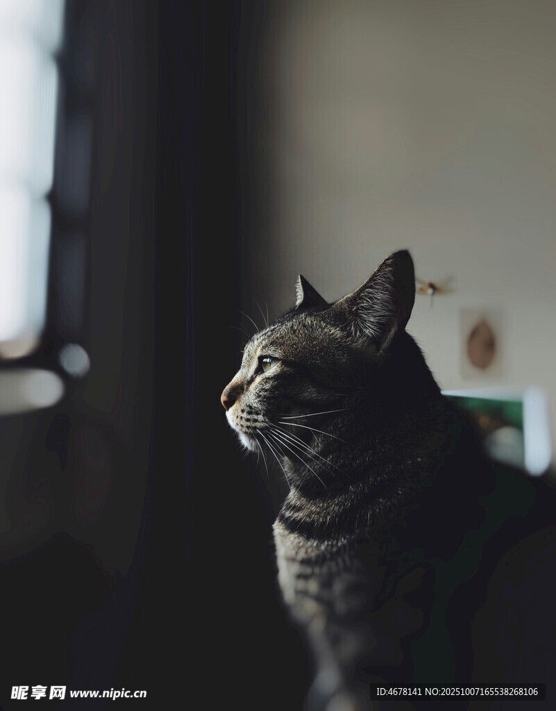 窗边侧头凝视的猫咪