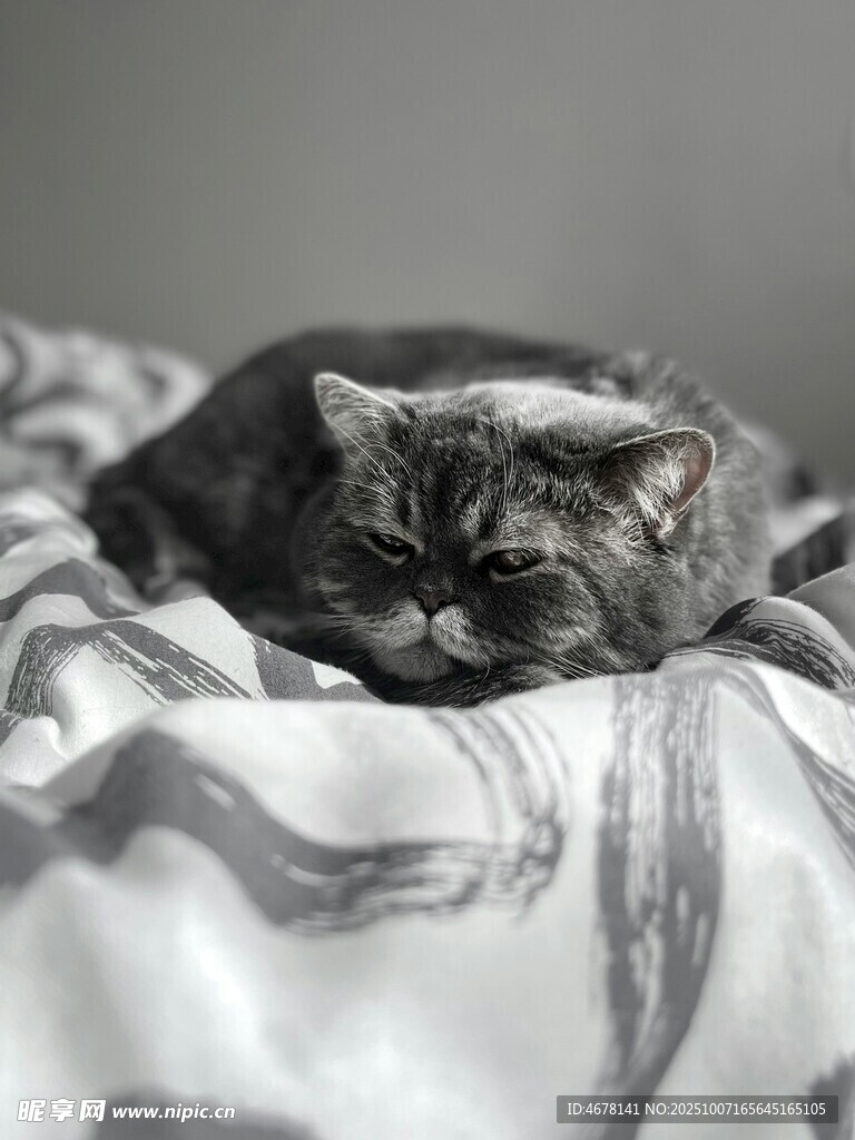 慵懒猫咪卧于床