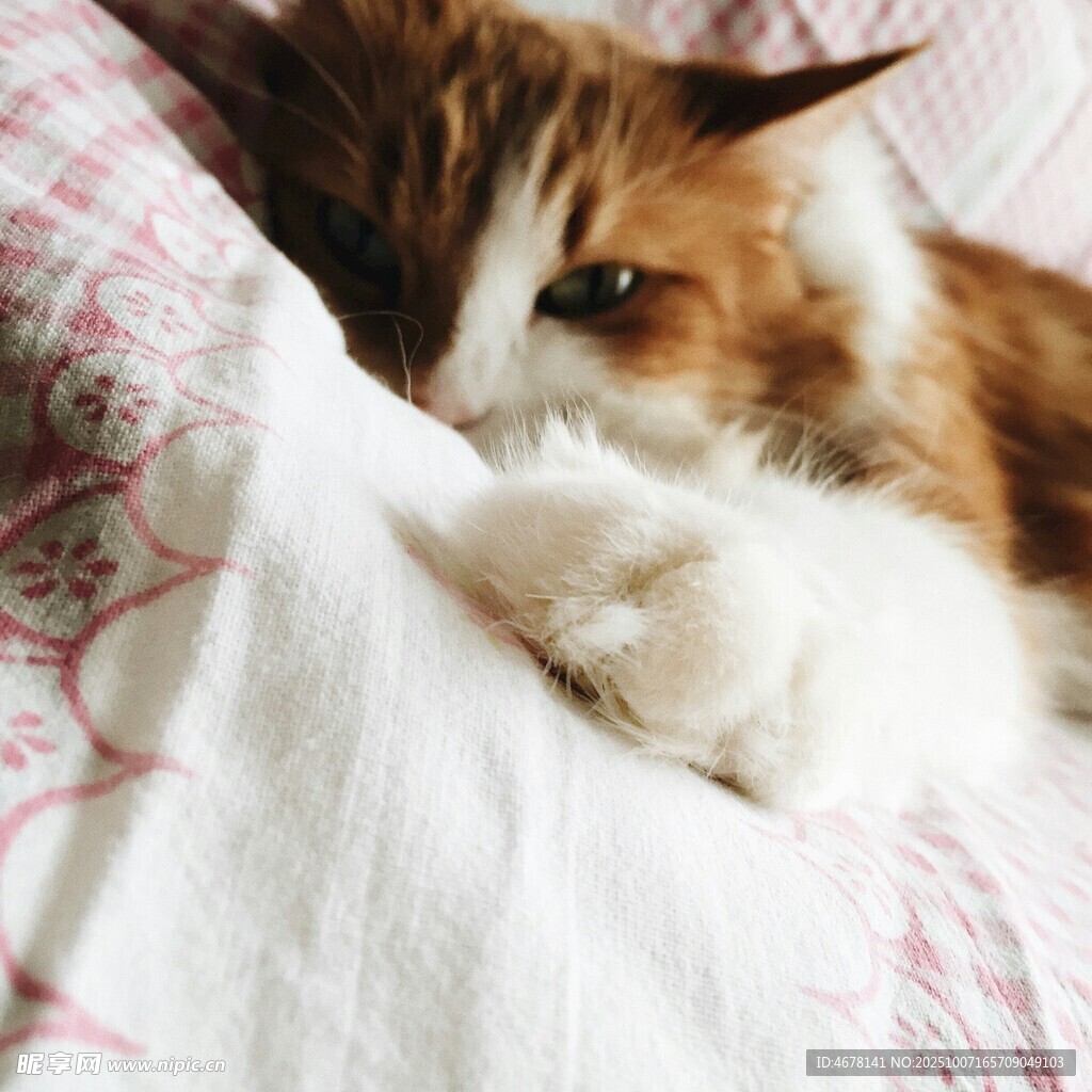 慵懒猫咪惬意躺卧