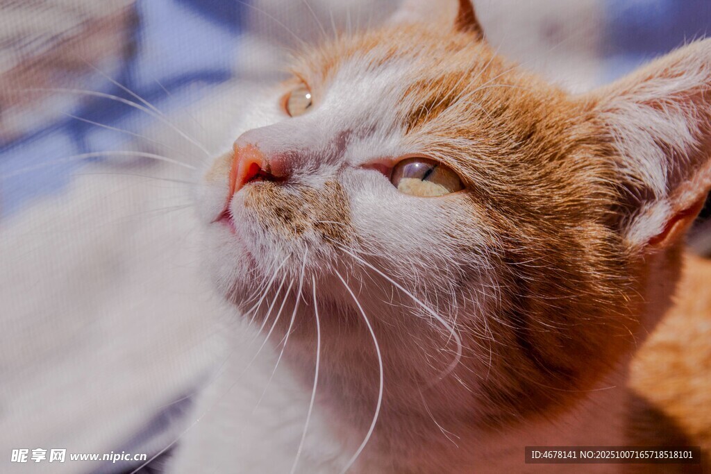 仰头猫咪惬意模样