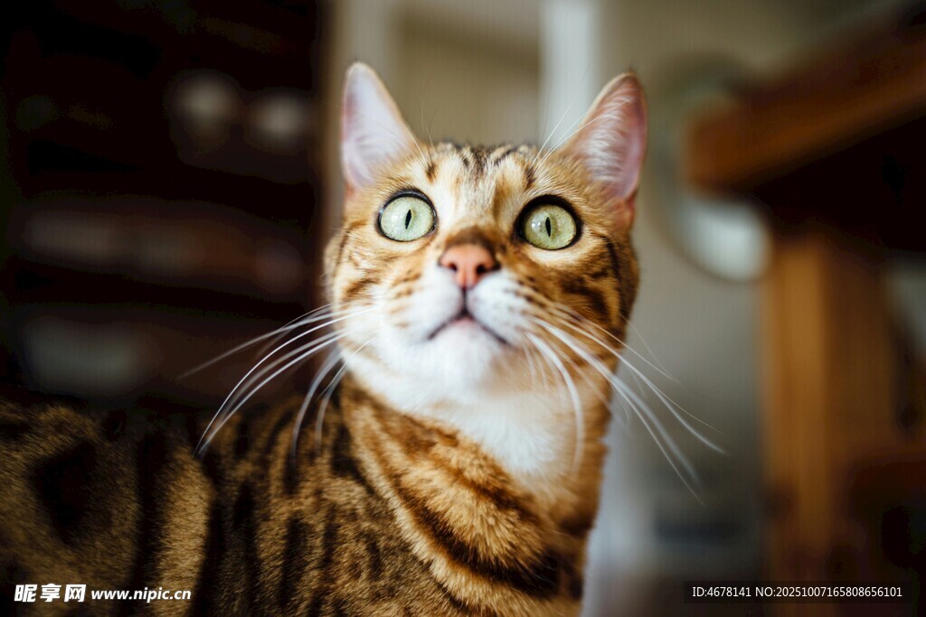 好奇的斑纹猫咪