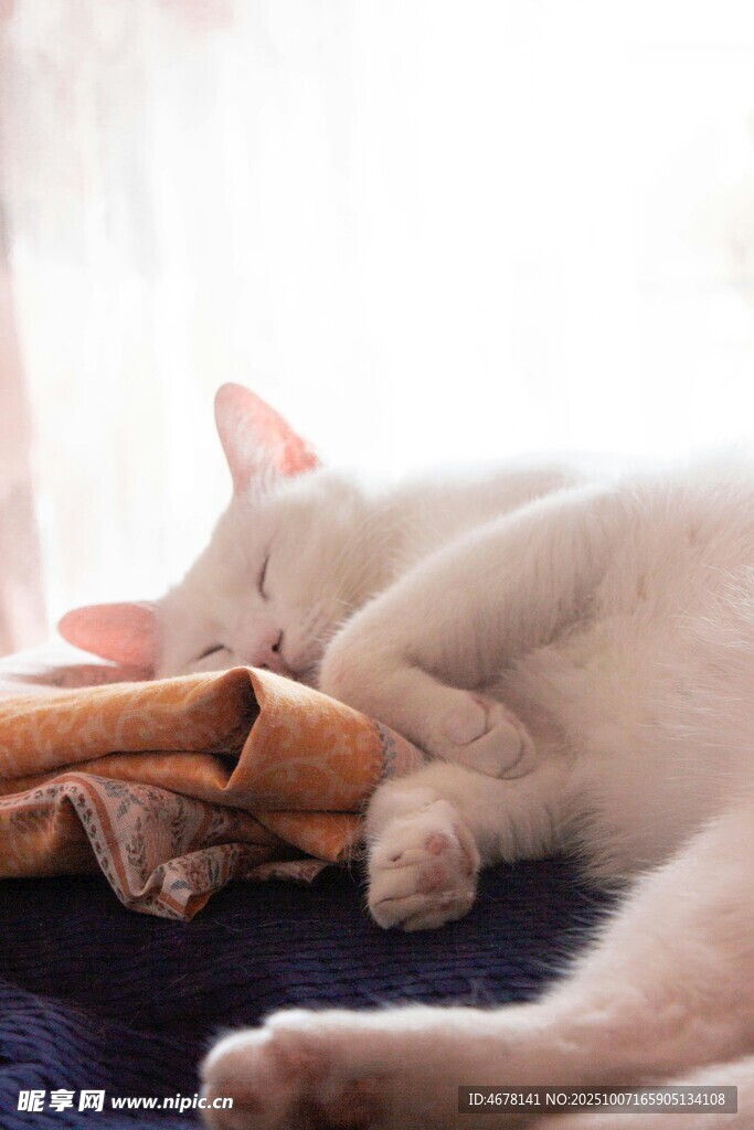 酣睡的猫咪