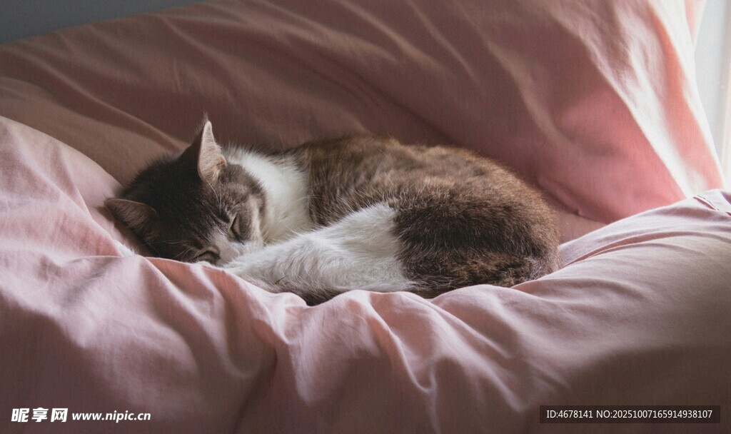 猫咪惬意躺卧粉色床褥间