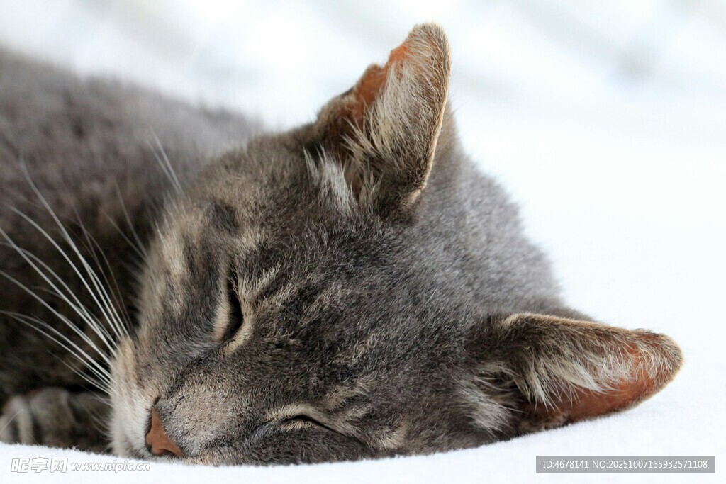 熟睡的灰猫