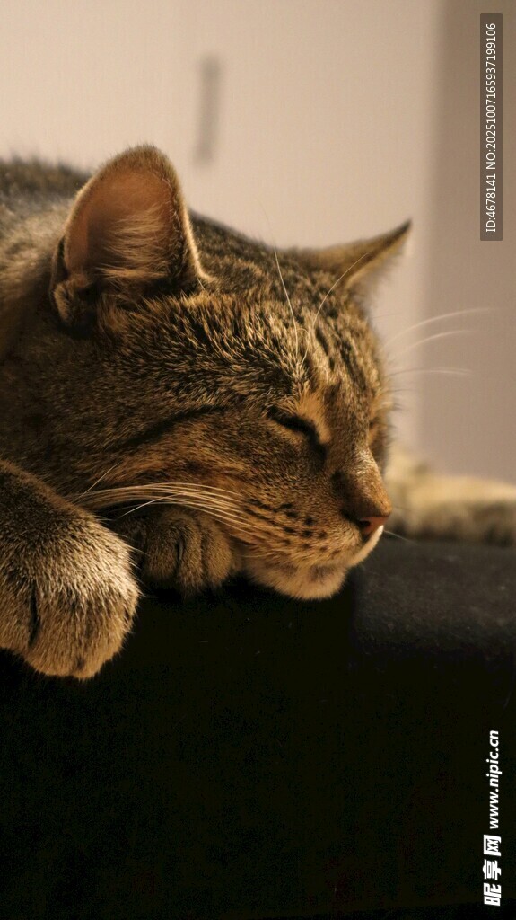 慵懒猫咪惬意趴卧