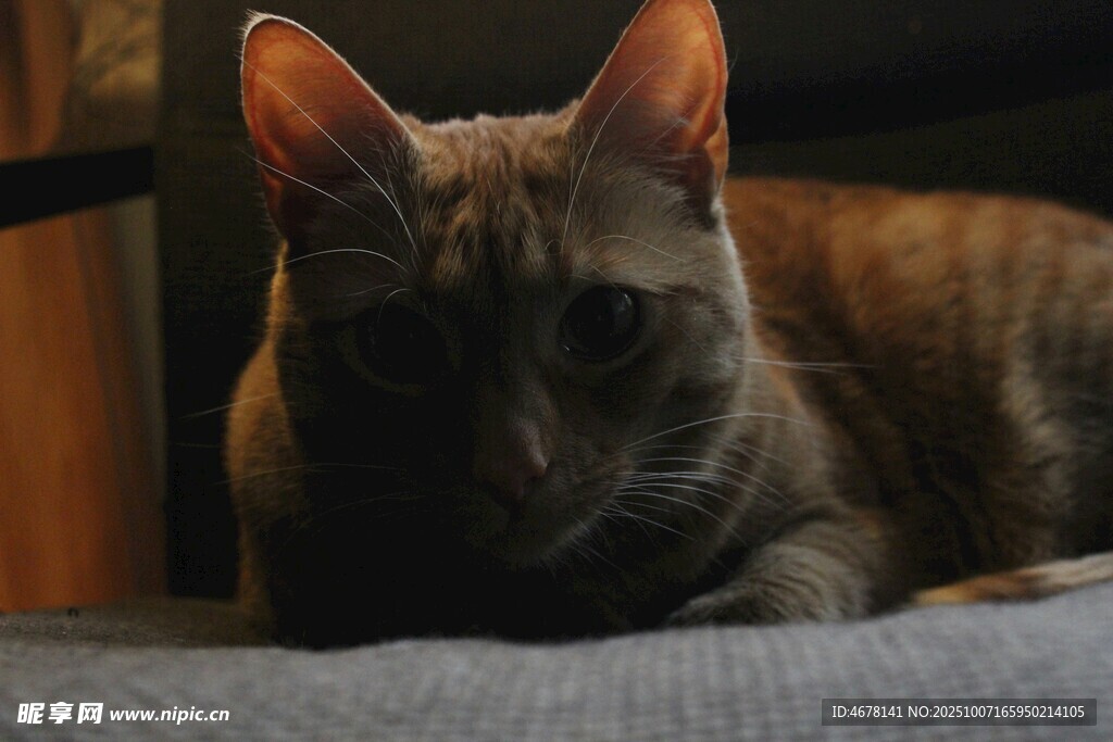 趴着的可爱无毛猫
