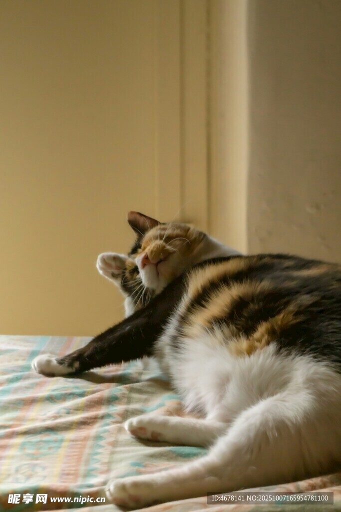 猫咪惬意躺卧玩玩具
