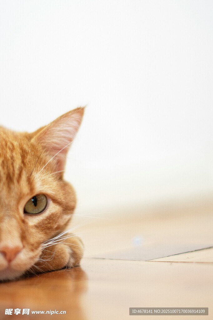 趴着的橘猫
