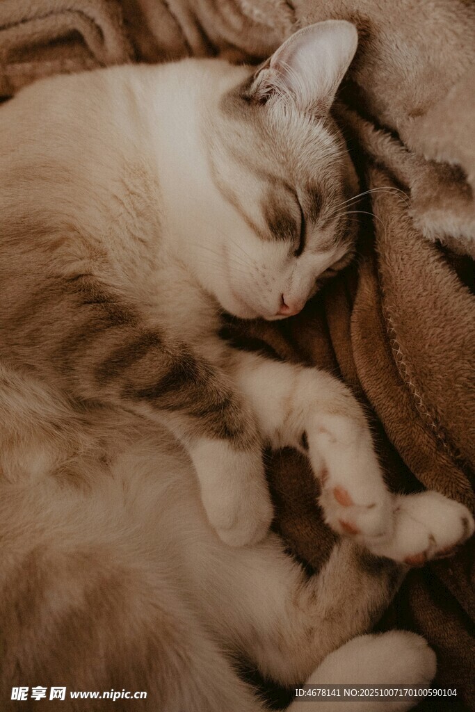 熟睡的猫咪