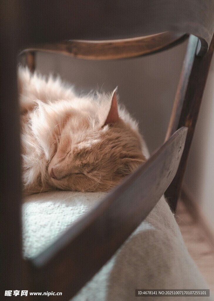 慵懒猫咪惬意躺椅小憩