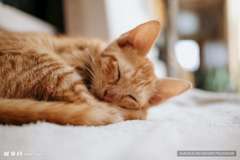橘猫惬意入眠