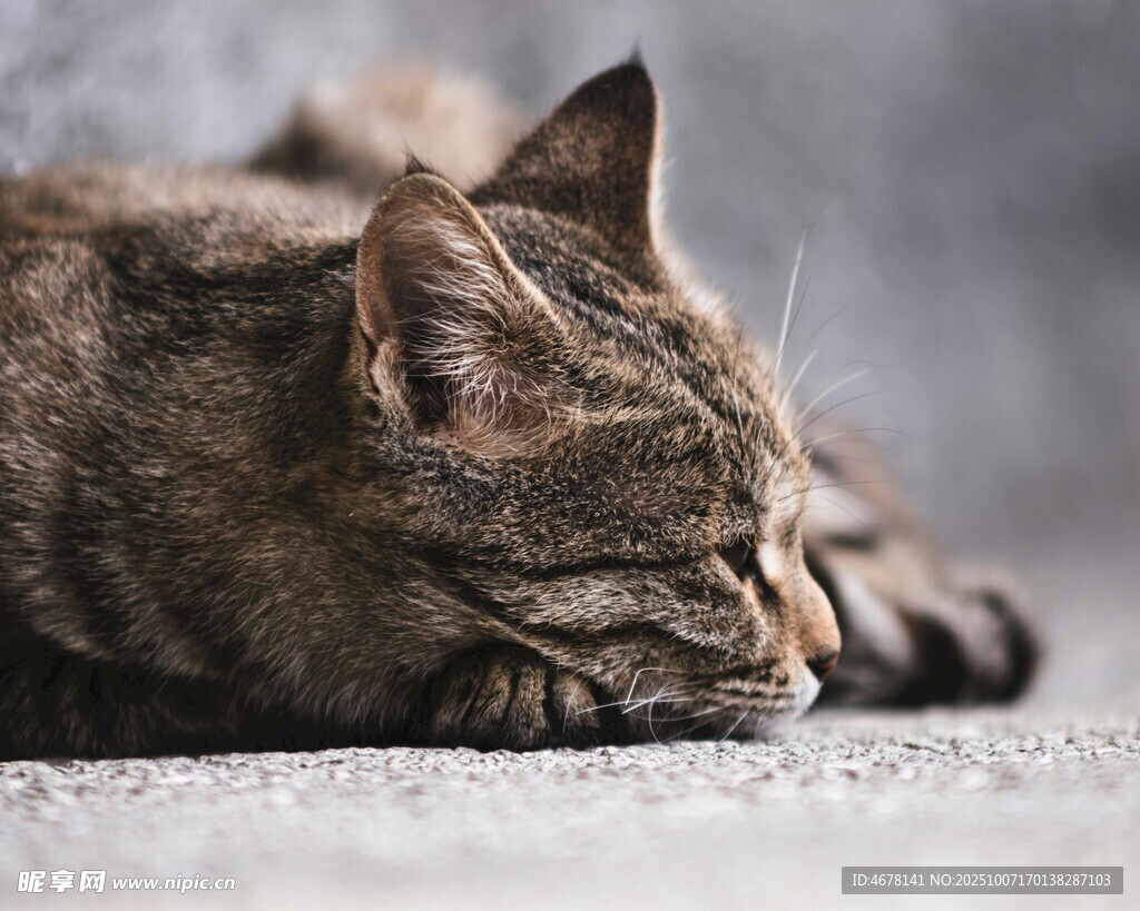酣睡的狸花猫