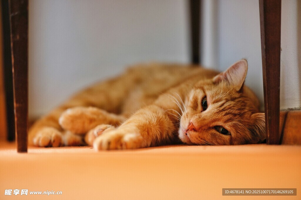 橘猫惬意躺卧在桌椅间