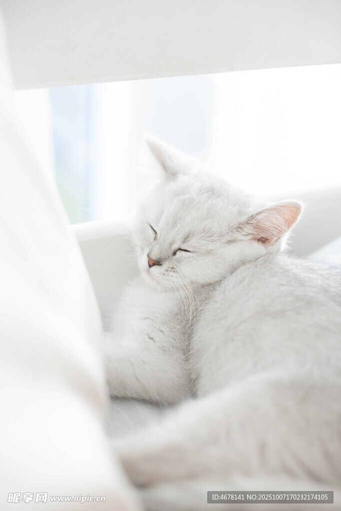 熟睡的白色猫咪