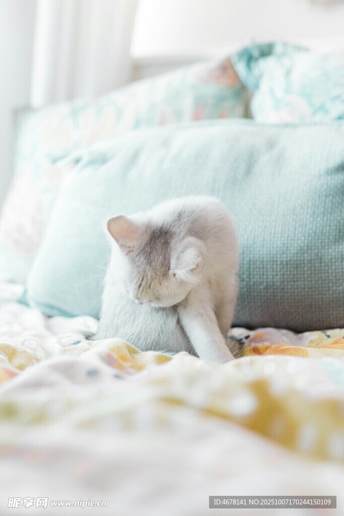 床上可爱小猫咪