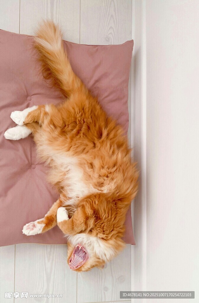 橘猫惬意躺睡在软垫上