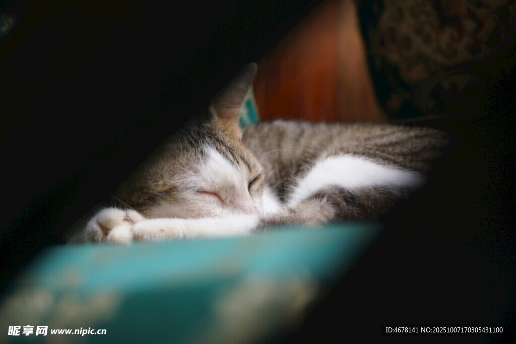 猫咪惬意小憩