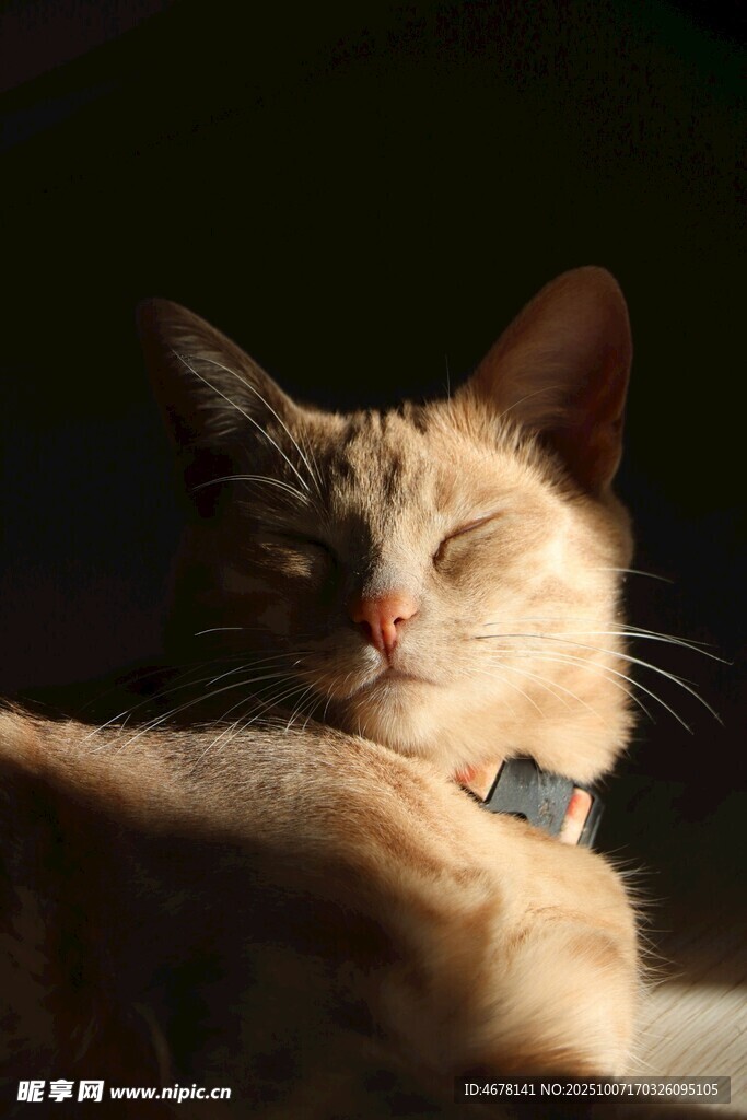 阳光下惬意的猫咪