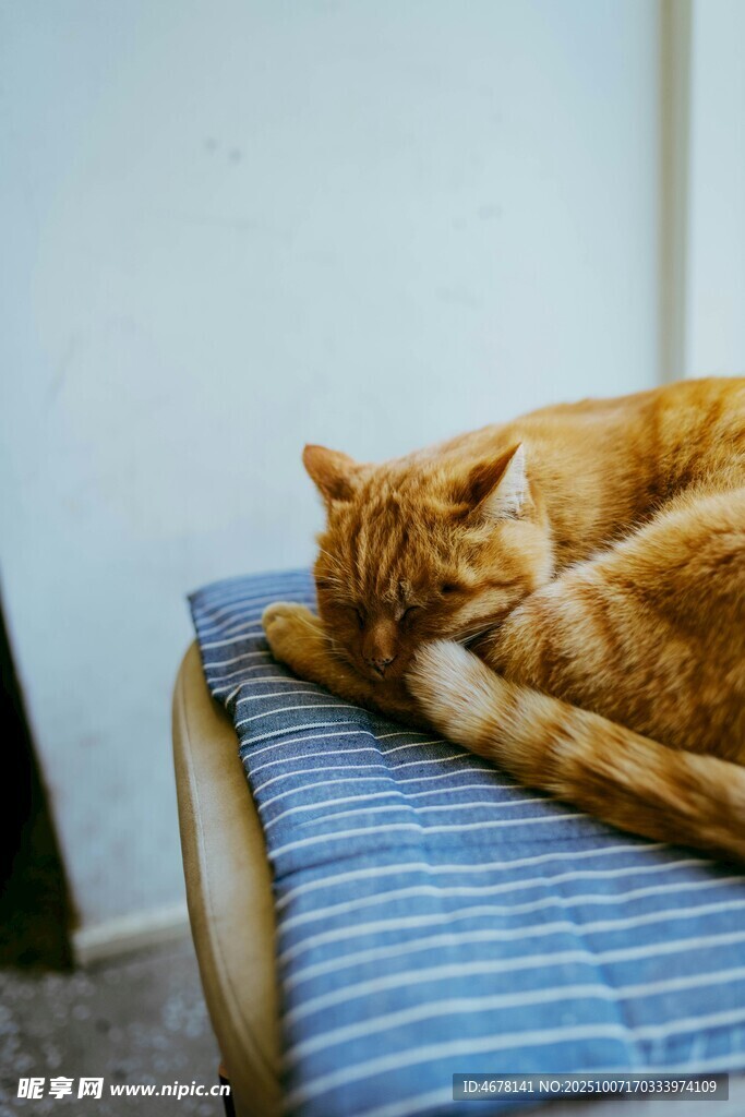 橘猫惬意躺卧在条纹垫上