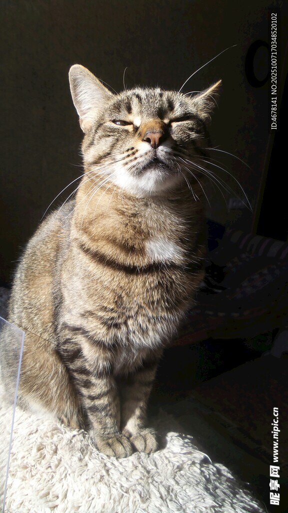 可爱斑纹猫惬意坐毛绒上